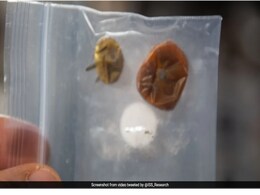 NASA Reveals First Image Of Missing Space Tomatoes Found After 8 Months NASA Reveals First Image Of Missing Space Tomatoes Found After 8 Months