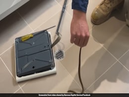 Venomous Snake Spotted Hiding Inside Bathroom Scale, Video Shows How It Was Rescued Venomous Snake Spotted Hiding Inside Bathroom Scale, Video Shows How It Was Rescued