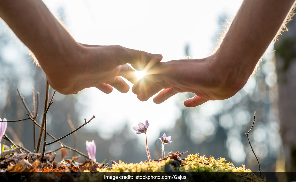 पौधों को सीधे धूप में रखना चाहिए या नहीं और कितनी देर तक देनी चाहिए सन लाइट, जान लीजिए ये जरूरी बात