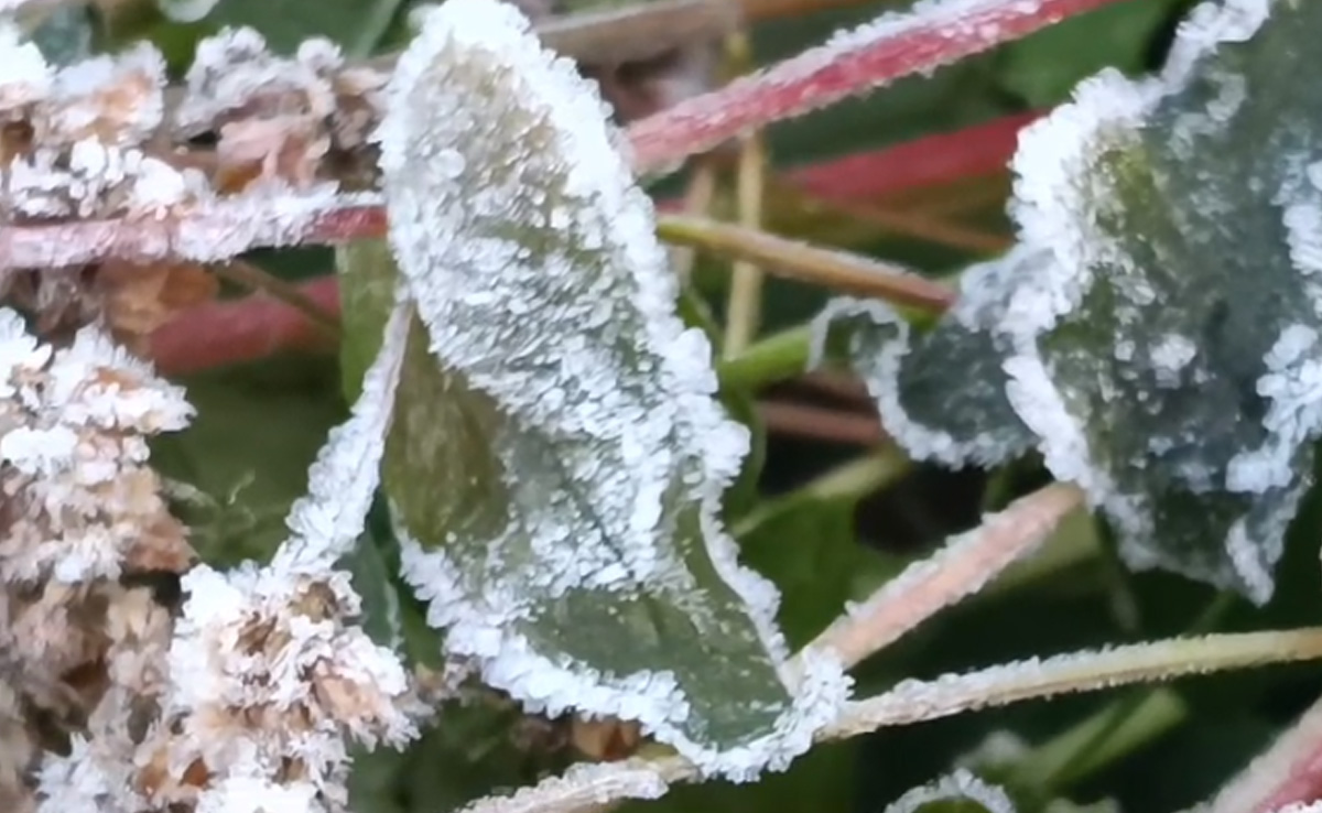 Chhattisgarh Weather Today: इस जिले में पड़ रही है कड़ाके की ठंड, बर्फ में जमे पेड़-पौधे