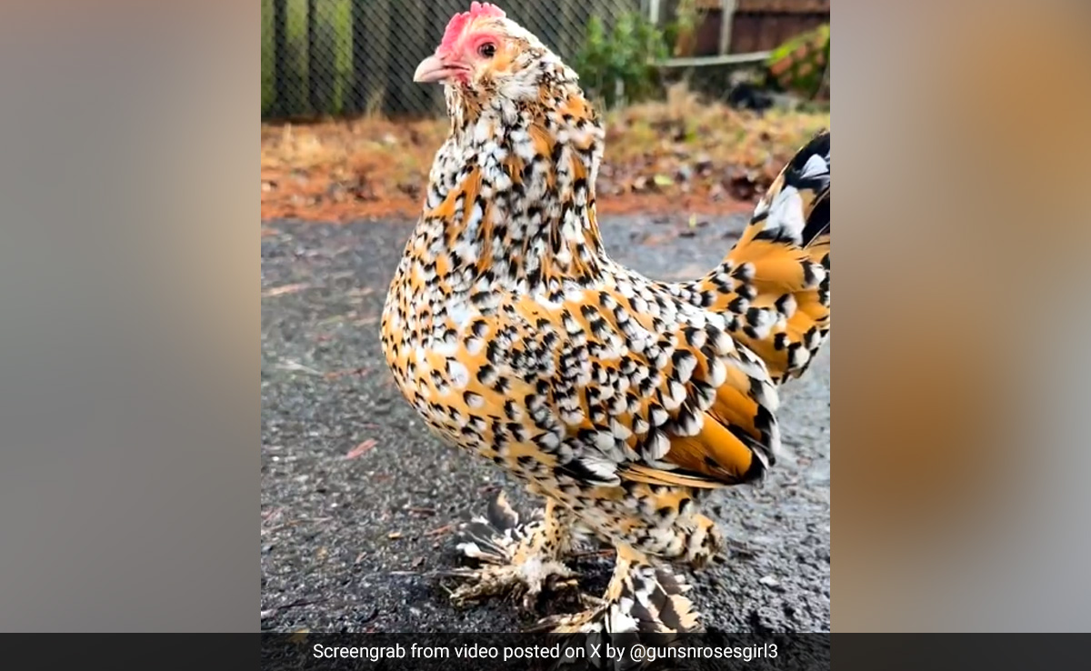 सूटेड-बूटेड इस मुर्गे को देख आप भी हटा नहीं पाएंगे नज़रें, खूबसूरती देख लोग बोले- बड़ा फैशनेबल है