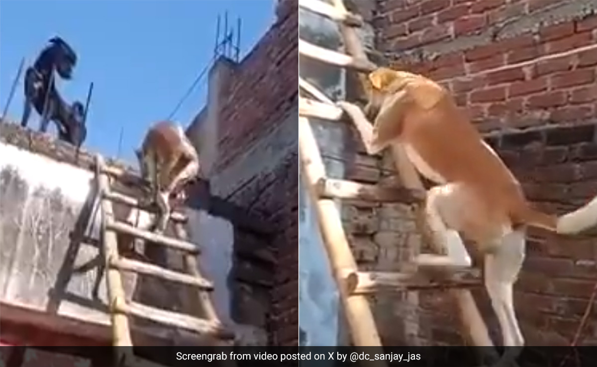 लकड़ी की सीढ़ी पर एक-एक कदम रखकर चढ़ा कुत्ता, अफसर ने वीडियो शेयर कर दी जीवन की बड़ी सीख