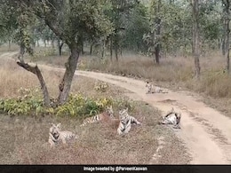 पन्ना टाइगर रिजर्व में दिखा बाघ का पूरा परिवार, Video देख मंत्रमुग्ध हुए लोग, IFS ने दी ये दिलचस्प जानकारी पन्ना टाइगर रिजर्व में दिखा बाघ का पूरा परिवार, Video देख मंत्रमुग्ध हुए लोग, IFS ने दी ये दिलचस्प जानकारी