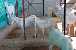वैज्ञानिक तरीके से होगी पशुपालन देखिए डीडवाना में कैसे हो रही ट्रेनिंग? वैज्ञानिक तरीके से होगी पशुपालन देखिए डीडवाना में कैसे हो रही ट्रेनिंग?