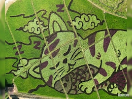 चावल के खेत को बिल्ली के डिजाइन के आर्टवर्क में कर दिया तब्दील, थाईलैंड के किसान की कलाकारी ने सबको किया हैरान चावल के खेत को बिल्ली के डिजाइन के आर्टवर्क में कर दिया तब्दील, थाईलैंड के किसान की कलाकारी ने सबको किया हैरान