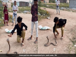 किंग कोबरा को छेड़ रहा था शख्स, बार-बार फुफकार कर चिढ़ा रहा था, गुस्साए सांप ने फिर जो किया... किंग कोबरा को छेड़ रहा था शख्स, बार-बार फुफकार कर चिढ़ा रहा था, गुस्साए सांप ने फिर जो किया...