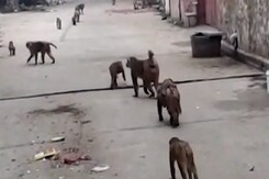 Municipality की लापरवाही से बंदरों ने मचाया आतंक, लोगों का जीना हुआ मुश्किल Municipality की लापरवाही से बंदरों ने मचाया आतंक, लोगों का जीना हुआ मुश्किल