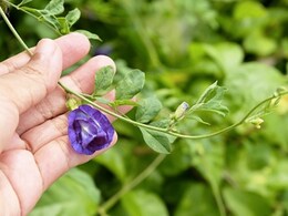 अपराजिता फूल के बीज खाने के कितने फायदे हो सकते हैं आइए जानते हैं अपराजिता फूल के बीज खाने के कितने फायदे हो सकते हैं आइए जानते हैं