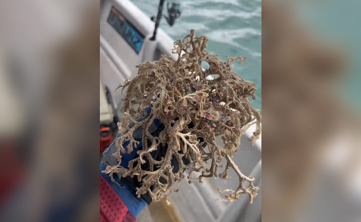 इस समुद्री जीव को देख मन में उठेंगे तरह-तरह के सवाल, नाम में है स्टार लेकिन दिखता है गजब का खतरनाक