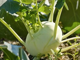 Why Ganth Gobhi Is Worth a Try - 4 Health Benefits You Must Know