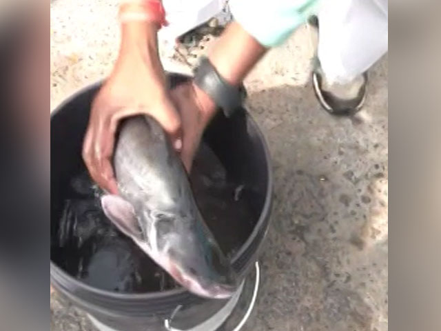 Chhattisgarh Elections Results: RJD Workers Celebrate Congress Lead With Live Fish