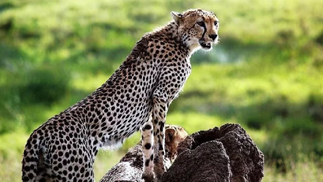 एमपी के जंगल में छोड़ा गया चीता राजस्थान में घुसा, बेहोश कर वापस कुनो लाया गया