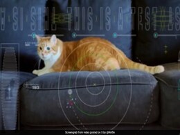 Watch: NASA Sends Cat Video To Earth From Spaceship 31 Million Km Away Watch: NASA Sends Cat Video To Earth From Spaceship 31 Million Km Away