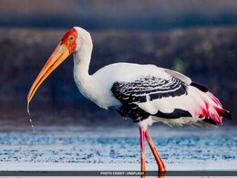 पर्यावरण पर खतरा देख पेंटेड स्टार्क पक्षी बदल रहे हैं अपना ठिकाना, एक्सपर्ट बोले- होना चाहिए रिसर्च