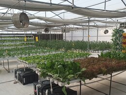 बिना मिट्टी घर की छत पर आसानी से उगा सकेंगे सब्जियां, जानिए क्या है 'हाइड्रोपोनिक तकनीक'