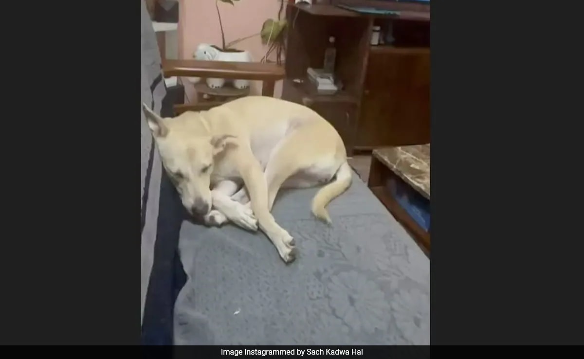 Watch: Sleeping Dog's Reaction To Hearing Arijit Singh Song Is Classic - Vimarsana News