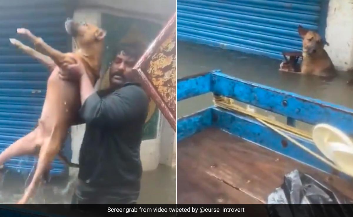 Watch: Good Samaritans Come To Rescue Of Dogs Stranded in Chennai Floods, Internet Moved