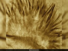 400 Million-Year-Old Fossil Reveals Oldest Evidence Of Fungal Disease 400 Million-Year-Old Fossil Reveals Oldest Evidence Of Fungal Disease