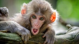 Chinese Researchers Clone Rhesus Monkey, Paving The Way For Advanced Trials