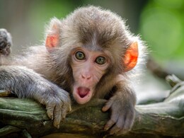Chinese Researchers Clone Rhesus Monkey, Paving The Way For Advanced Trials