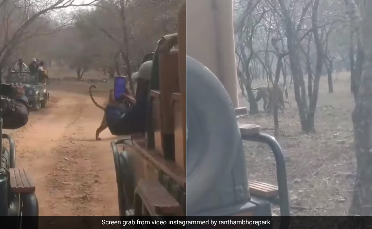 शिकार को मुंह में दबाए जंगल में घूम रहा था बाघ, देखते ही टूरिस्ट बनाने लगे Video, रणथंभौर में दिखा अद्भुत नज़ारा