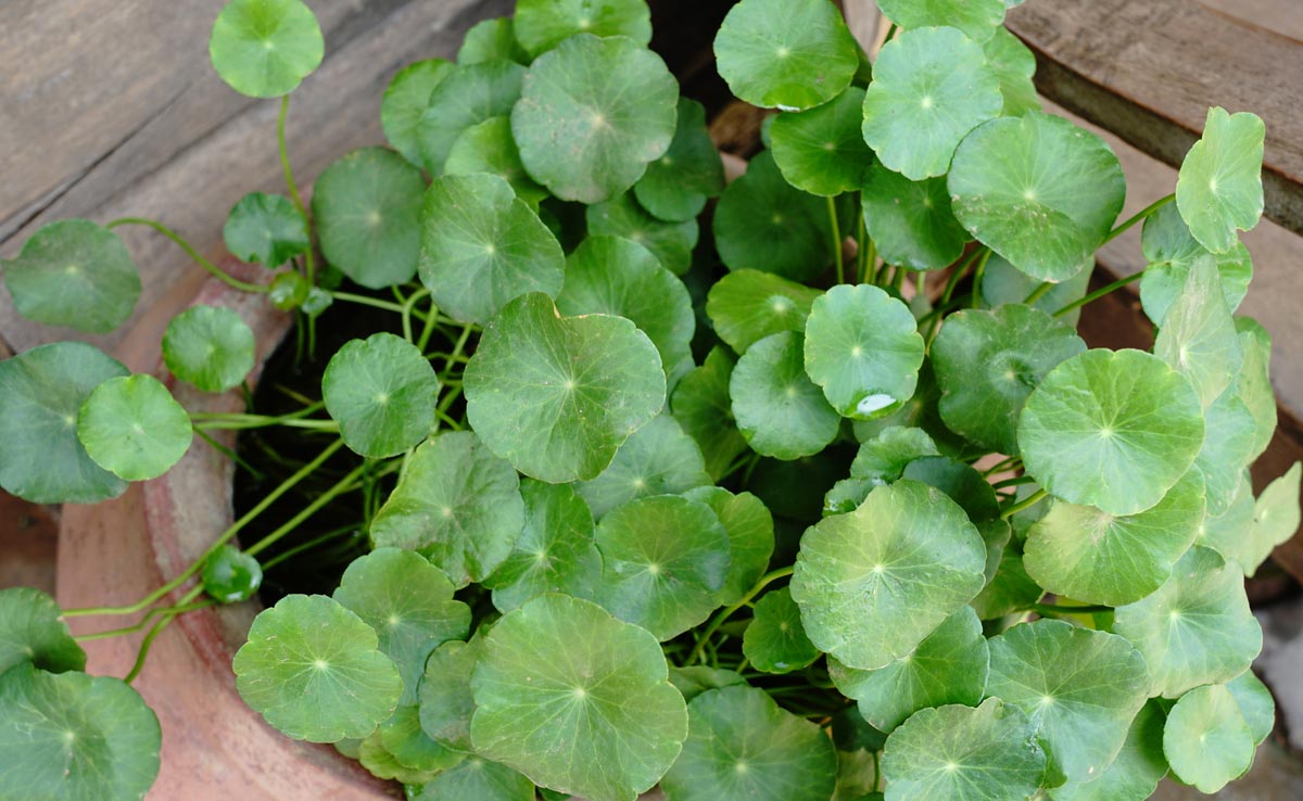 क्या आप जानते हैं गोटू कोला को स्किन पर भी कर सकते हैं इस्तेमाल, चेहरा निखार देता है यह पौधा 