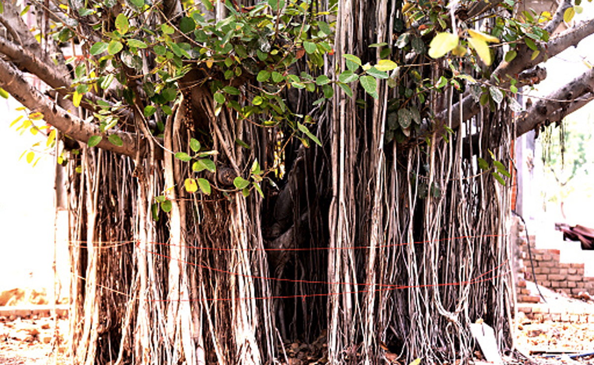 क्या आप भी पीपल के पेड़ पर जलाते हैं दीपक? जान लें इसका सही समय और तरीका