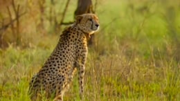 Female Cheetah To Soon Give Birth To Cubs At Kuno National Park: MP CM Yadav