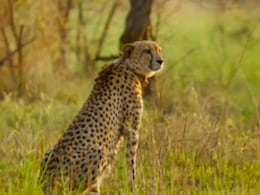 Female Cheetah To Soon Give Birth To Cubs At Kuno National Park: MP CM Yadav Female Cheetah To Soon Give Birth To Cubs At Kuno National Park: MP CM Yadav