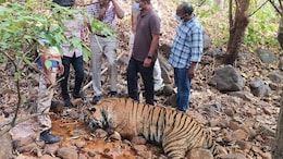 Tiger Found Dead In Telangana Suspected To Have Been Poisoned