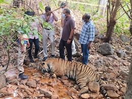 Tiger Found Dead In Telangana Suspected To Have Been Poisoned