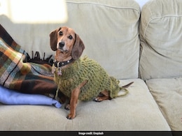 बच्चों से दुखी मां ने अपने कुत्ते और बिल्लियों के नाम कर दी पूरी संपत्ति, पूरा मामला जान दंग हैं लोग बच्चों से दुखी मां ने अपने कुत्ते और बिल्लियों के नाम कर दी पूरी संपत्ति, पूरा मामला जान दंग हैं लोग