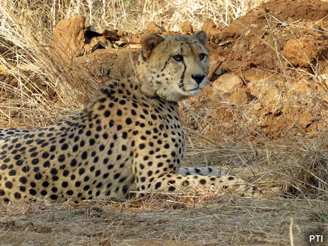 Kuno National Park में चीता सफारी शुरू करने पर रोक, जानें क्यों लिया गया ये फैसला?