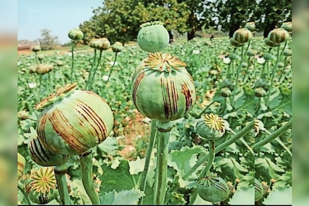 Rajasthan: जानें क्यों अफीम की खेती करने वाले किसान केंद्र की CPS पद्धति का  कर रहे विरोध? | Know why farmers cultivating opium are opposing the CPS  system of the Centre?