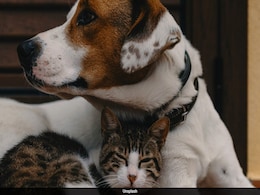 China Woman Leaves $2.8 Million Fortune To Her Cats And Dogs, Nothing For Children China Woman Leaves $2.8 Million Fortune To Her Cats And Dogs, Nothing For Children