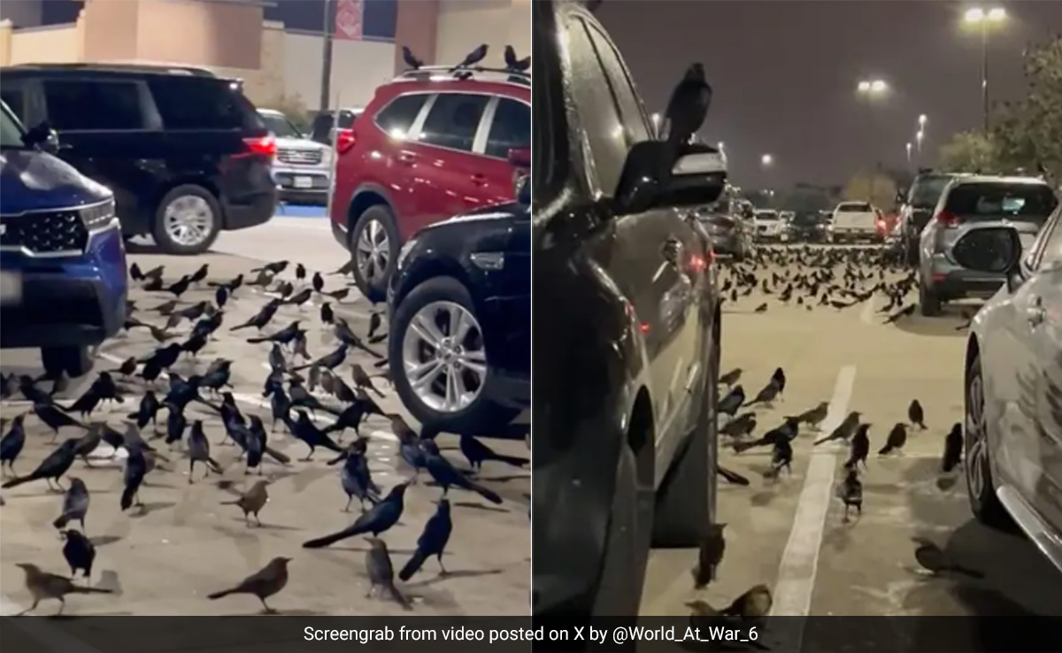Watch: Hundreds of Birds Take Over Parking Lot In US, Internet Calls It ''Creepy''
