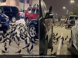 Watch: Hundreds of Birds Take Over Parking Lot In US, Internet Calls It ''Creepy'' Watch: Hundreds of Birds Take Over Parking Lot In US, Internet Calls It ''Creepy''