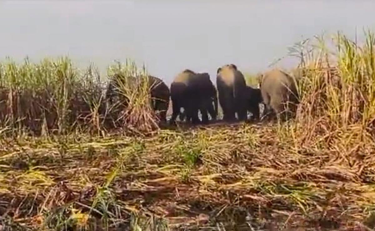 Surajpur: जिले में हाथियों का आतंक जारी, लाखों की गन्ना फसल को किया तबाह, किसान परेशान