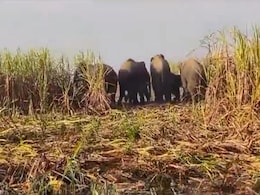 Surajpur: जिले में हाथियों का आतंक जारी, लाखों की गन्ना फसल को किया तबाह, किसान परेशान Surajpur: जिले में हाथियों का आतंक जारी, लाखों की गन्ना फसल को किया तबाह, किसान परेशान