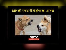 भोपाल में आवारा कुत्तों के काटने से भयंकर हालात, बच्चों समेत कई लोगों की जान पर मंडरा रहा खतरा !