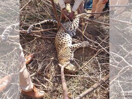 राजसमंद: फसल को जानवरों से बचाने के लिए खेत में लगा रखी थी जाल, फंस गया पैंथर, फिर...