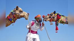 अंतर्राष्ट्रीय ऊंट महोत्सव का आखिरी दिन आज, सेलिब्रिटी सिंगर के गीतों से गूंजा रेगिस्तान