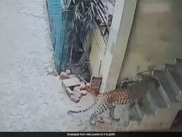 Watch: Leopard Strays Into Gurugram Village, Injures Boy Watch: Leopard Strays Into Gurugram Village, Injures Boy