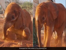 केयरटेकर के साथ मस्ती करता दिखा हाथी का बच्चा, धूल से नहाते इस प्यारे जानवर का Video दिल जीत लेगा केयरटेकर के साथ मस्ती करता दिखा हाथी का बच्चा, धूल से नहाते इस प्यारे जानवर का Video दिल जीत लेगा