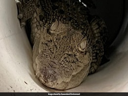 3-Feet Crocodile Discovered Inside Chicken Coop In Australia 3-Feet Crocodile Discovered Inside Chicken Coop In Australia