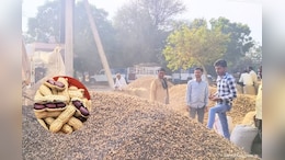 मूंगफली और मूंग की सरकारी खरीद के लिए रजिस्ट्रेशन शुरू, बाजार भाव से प्रति क्विंटल 1000 रुपए ज्यादा मिलेगी कीमत