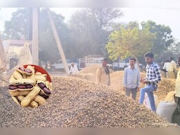 मूंगफली और मूंग की सरकारी खरीद के लिए रजिस्ट्रेशन शुरू, बाजार भाव से प्रति क्विंटल 1000 रुपए ज्यादा मिलेगी कीमत