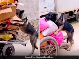 ठेला खींच रहे बुजुर्ग को देखकर दौड़ा कुत्ता, फिर गाड़ी को धक्का मारकर ऐसे की मदद, लोग बोले- सबसे समझदार दोस्त ठेला खींच रहे बुजुर्ग को देखकर दौड़ा कुत्ता, फिर गाड़ी को धक्का मारकर ऐसे की मदद, लोग बोले- सबसे समझदार दोस्त