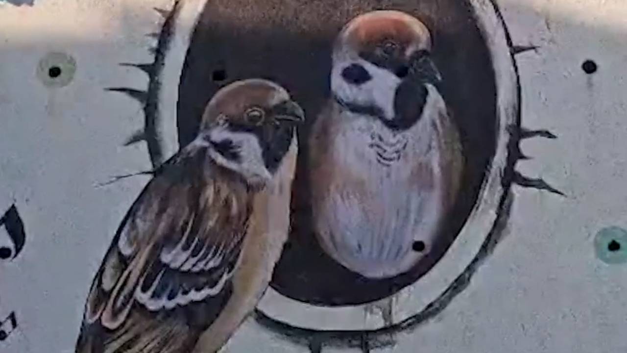 सागर में गौरैया के संरक्षण के लिए इन छात्रों ने बना डाली पूरी कॉलोनी!