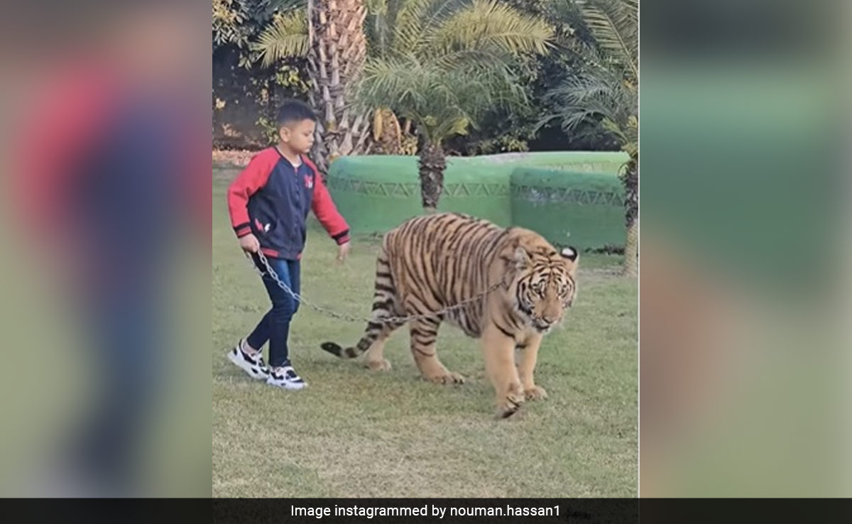 Pakistani Influencer Shares Video Of Little Boy Walking A Chained Tiger, Internet Reacts